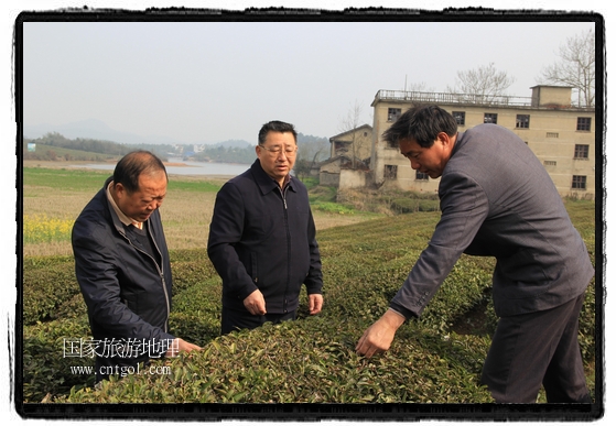 婺源縣茶業(yè)局積極組織茶技人員到中云、鎮(zhèn)頭、清華、思口等重點產(chǎn)茶鄉(xiāng)鎮(zhèn)，深入茶園地塊、名優(yōu)茶加工廠開展技術服務。